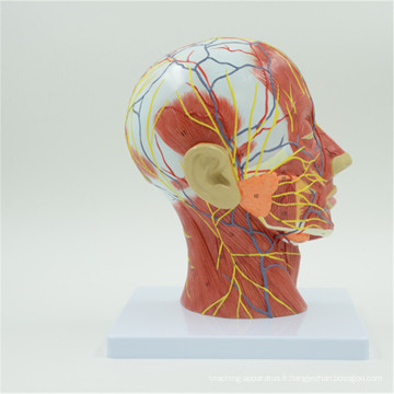 Wholesale personnalisé imprimé tête modèle avec le cerveau